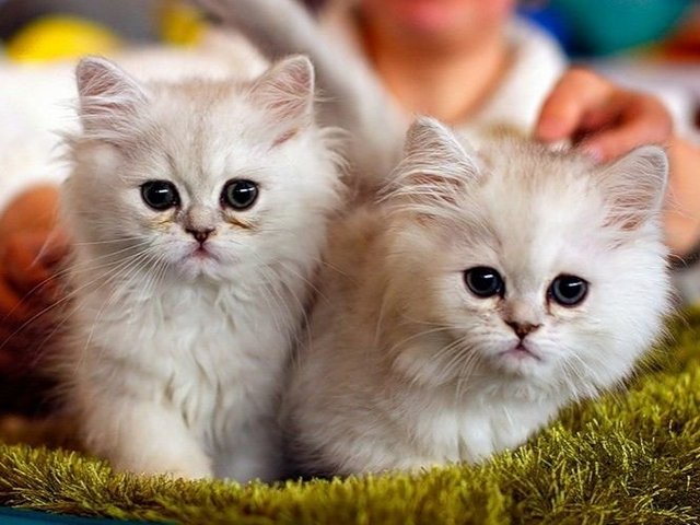 Породы кошек в Красногорске | ЗооТом портал о животных